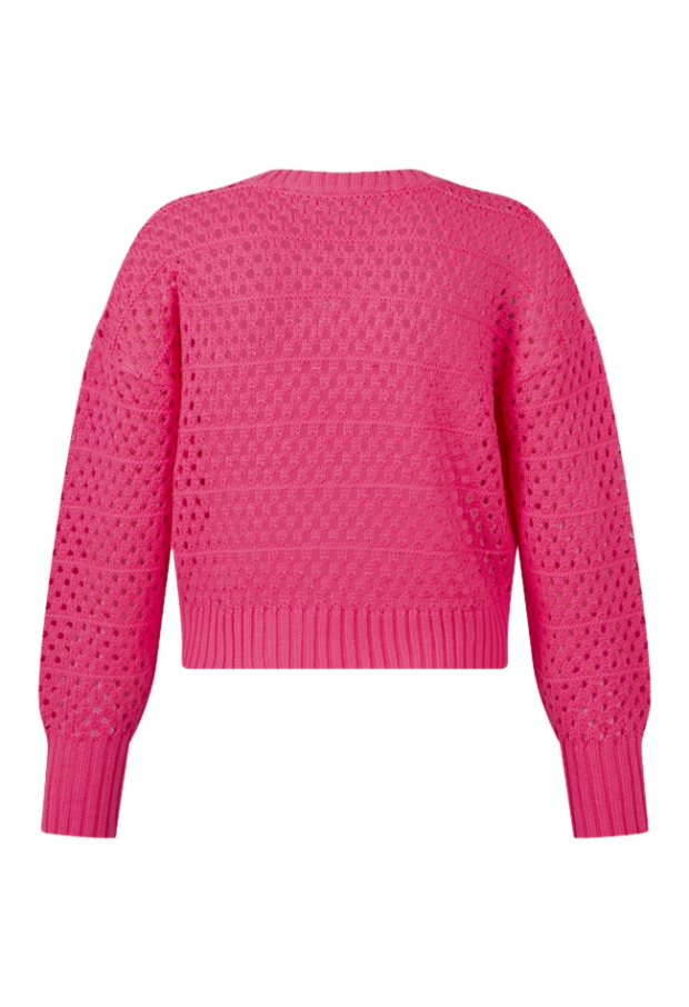 Z80052/Phillis FEL ROSE 